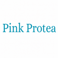 Pink Protea